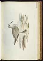 Great Knot, Bécasseau de l'Anadyr plate 33