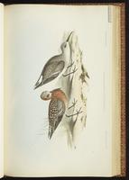 Curlew Sandpiper, Bécasseau cocorli plate 32