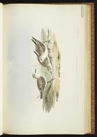 Sanderling, Bécasseau sanderling, Playero blanco plate 31