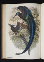 Monograph of the Paradiseidae, 1:107