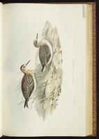 Sharp-tailed Sandpiper, Bécasseau à queue pointue plate 30