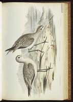 Bar-tailed Godwit, Barge rousse, Picopando cola barrada plate 29