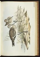 Black-tailed Godwit, Barge à queue noire plate 28