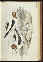 Red-necked Avocet plate 27