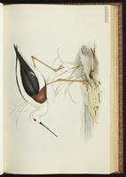 Banded Stilt plate 26