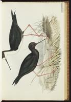 Black Stilt plate 25