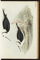 White-headed Stilt plate 24