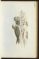 Oriental Pratincole plate 23