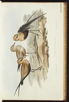 Australian Pratincole plate 22