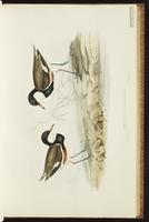 Red-kneed Dotterel plate 21