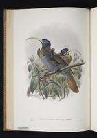 Monograph of the Paradiseidae, 1:103