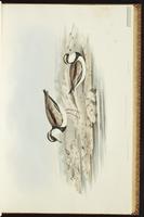 Black-fronted Dotterel plate 20