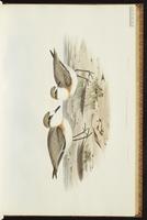 Allied dottrel plate 19