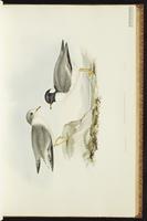 Hooded Dotterel plate 18