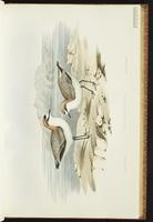 Chorlo nevado, Kentish Plover, Snowy Plover plate 17