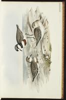 Double-banded Plover plate 16