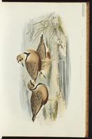 Inland Dotterel plate 15