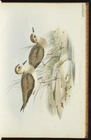 Oriental Plover plate 14
