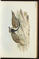 American Golden Plover, Lesser Golden-Plover, Chorlo dominico, Pluvier bronzé, pluvier doré d'Amérique plate 13