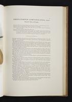 Monograph of the Paradiseidae, 1:100