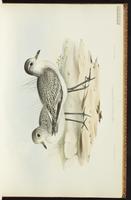 Black-bellied Plover, Grey Plover, Chorlo gris, Pluvier argenté plate 12
