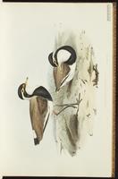 Javan Lapwing plate 11