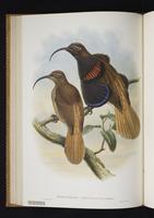 Monograph of the Paradiseidae, 1:99