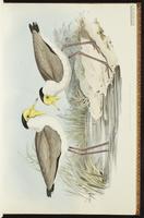 Masked Lapwing plate 10