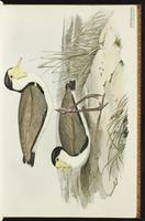 Wattled pewit plate 9