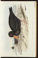 Sooty Oystercatcher plate 8