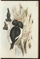 Pied Oystercatcher plate 7
