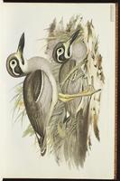 Beach Stone-curlew plate 6