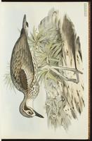 Bush Stone-curlew plate 5
