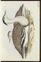 Australian Bustard plate 4
