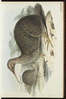 Little Spotted Kiwi plate 3