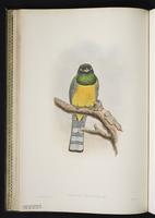 Golden-headed quetzal plate 16