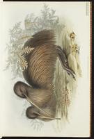 Brown Kiwi, Haast Tokoeka, Southern Brown Kiwi, Southern Tokoeka plate 2