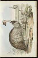 Emu plate 1
