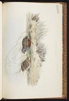 Blue-breasted Quail, King Quail plate 92