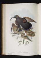 Monograph of the Paradiseidae, 1:93