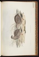 Brown Quail plate 91