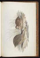 Van diemen's land partridge plate 90