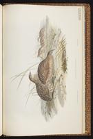 Brown Quail plate 89