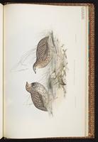 Stubble Quail plate 88