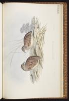 Chestnut-backed Buttonquail plate 85