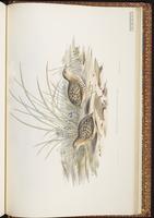 Red-backed Buttonquail plate 84