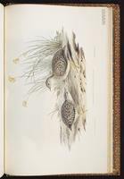 Painted Buttonquail plate 83