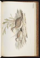 Painted Buttonquail plate 82