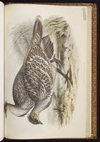 Malleefowl plate 78