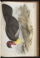 Australian Brushturkey plate 77